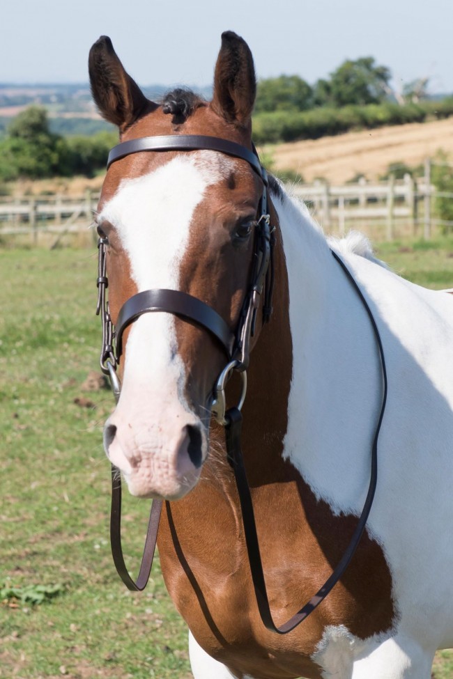 English bridles on sale